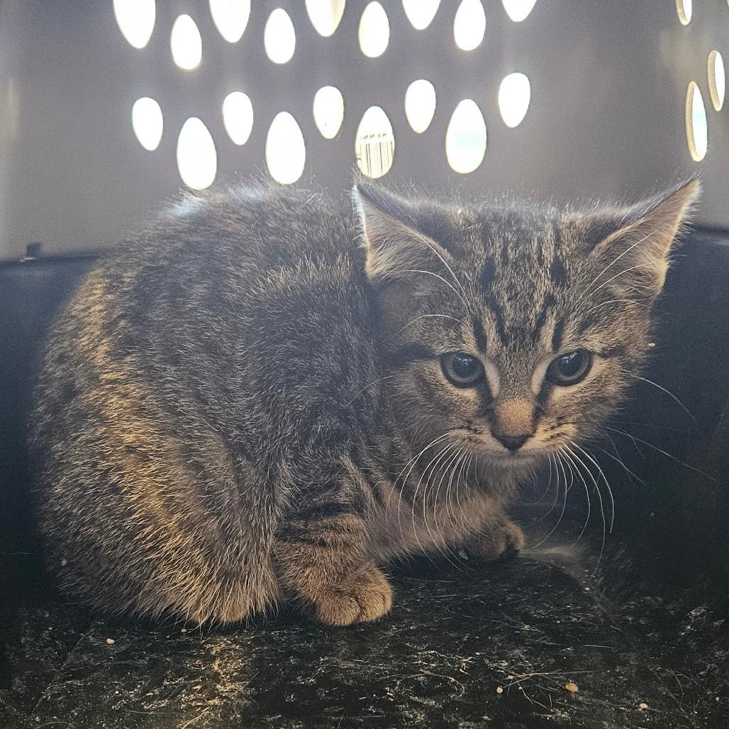 Pluto, a Adoptable Domestic Short Hair in Montgomery, AL image 2/3