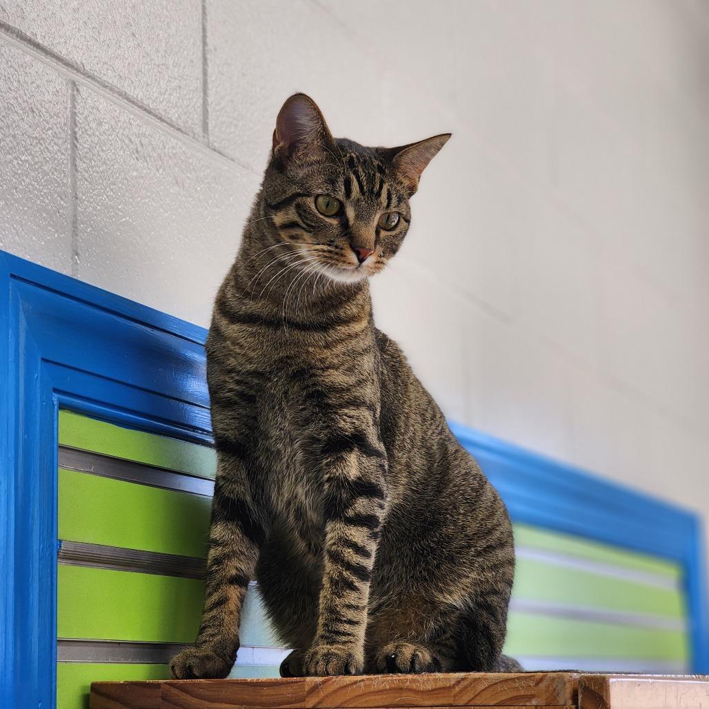 Pluto, a Adoptable Domestic Short Hair in Montgomery, AL image 3/3