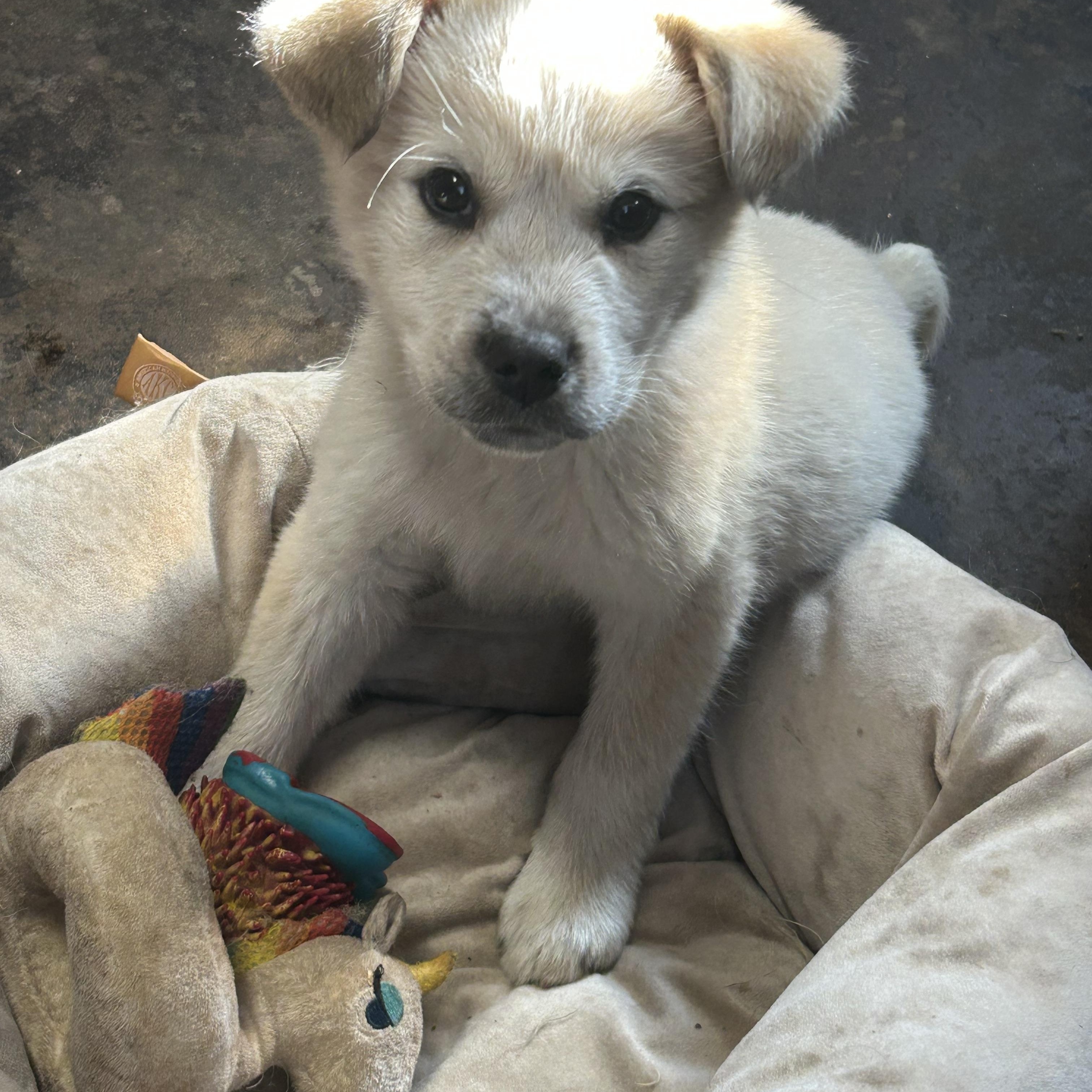 Enlarge Hank, an adopted mixed breed in Vinemont, AL image 1/1