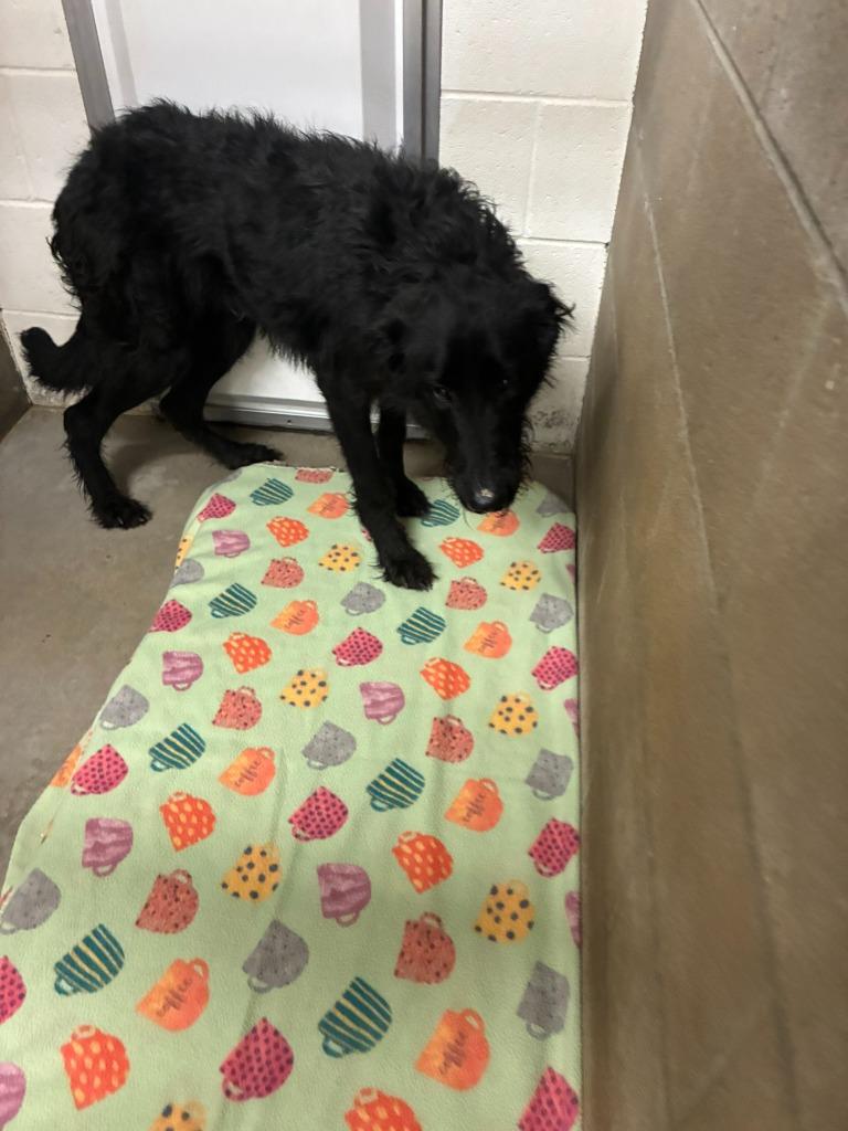 Enlarge Tony, a Adoptable mixed breed in Clarksville, TN image 1/3