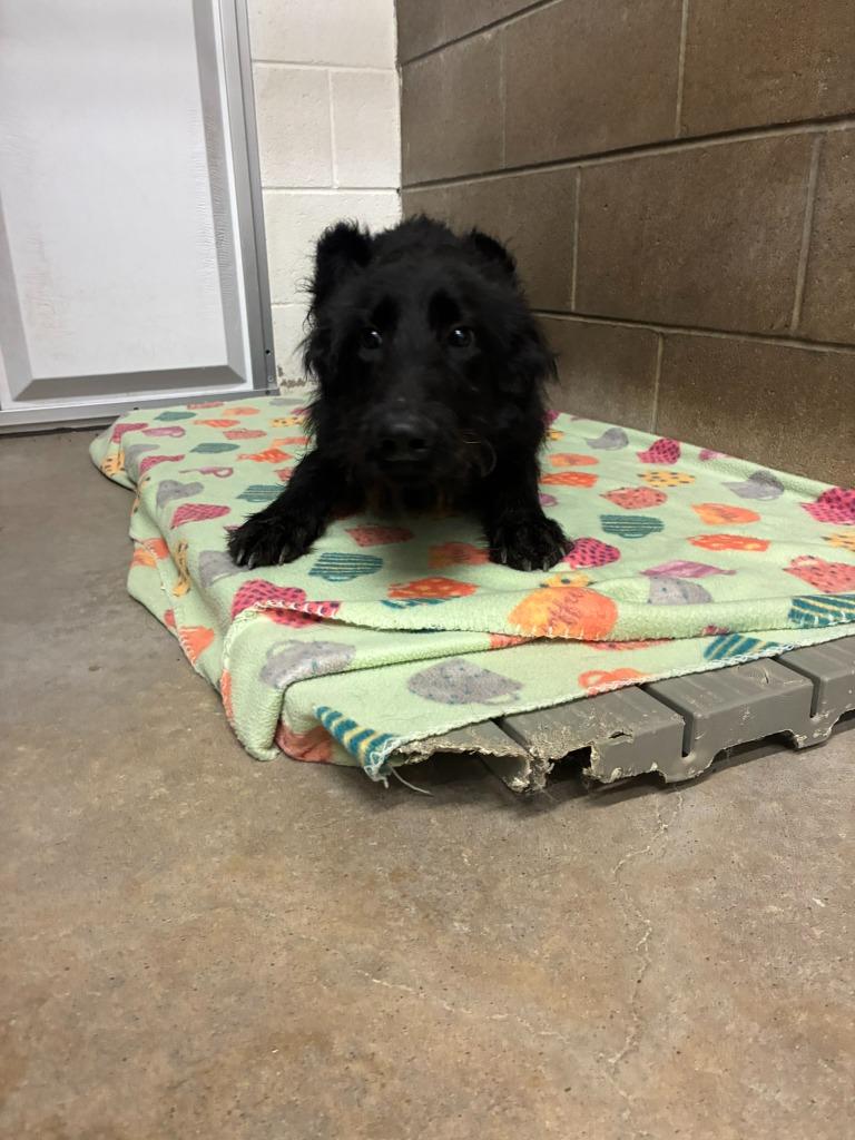 Enlarge Tony, a Adoptable mixed breed in Clarksville, TN image 2/3