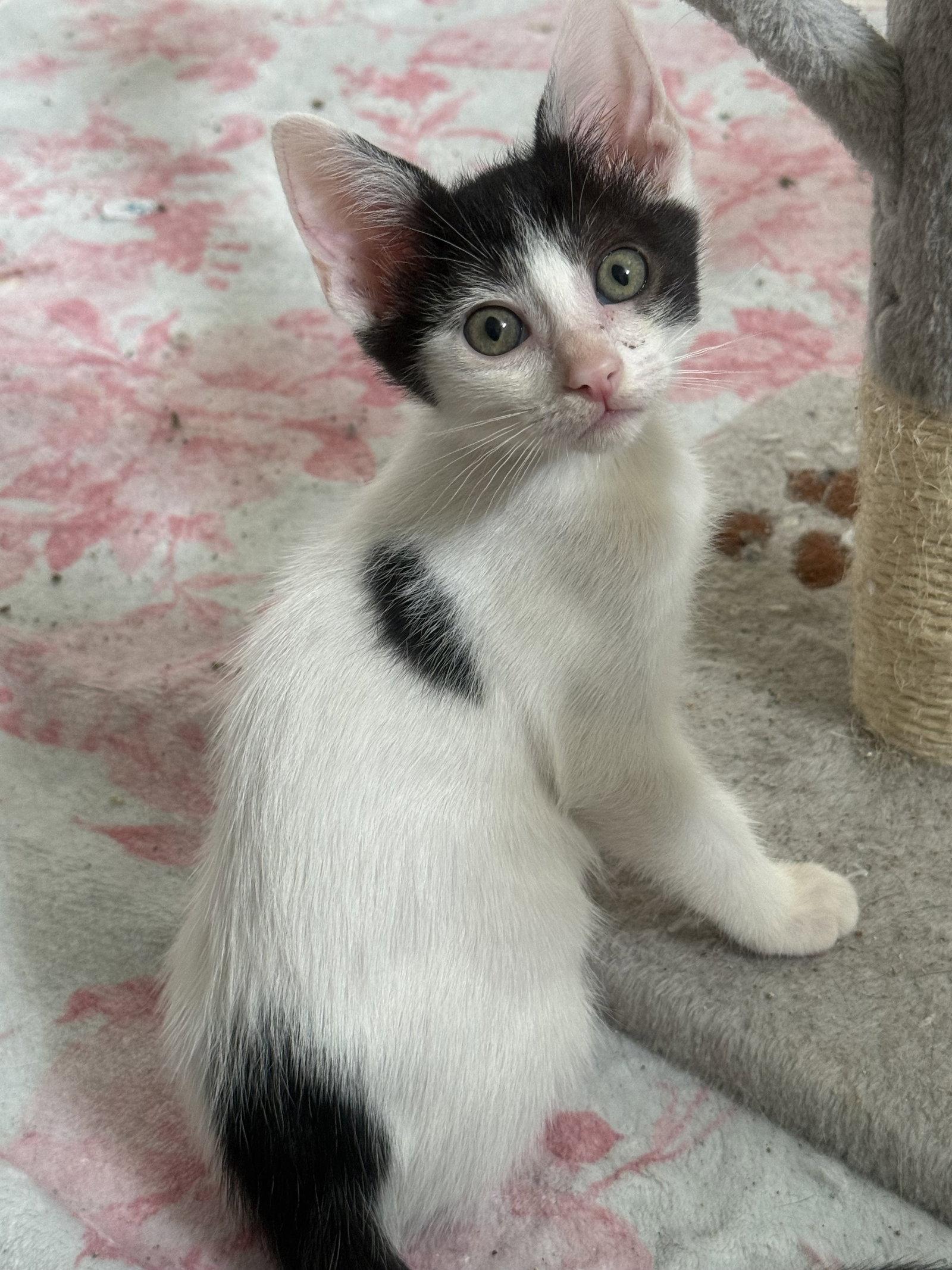 Chocolate Chip, Adoptable, Kitten Male Domestic Short Hair.
