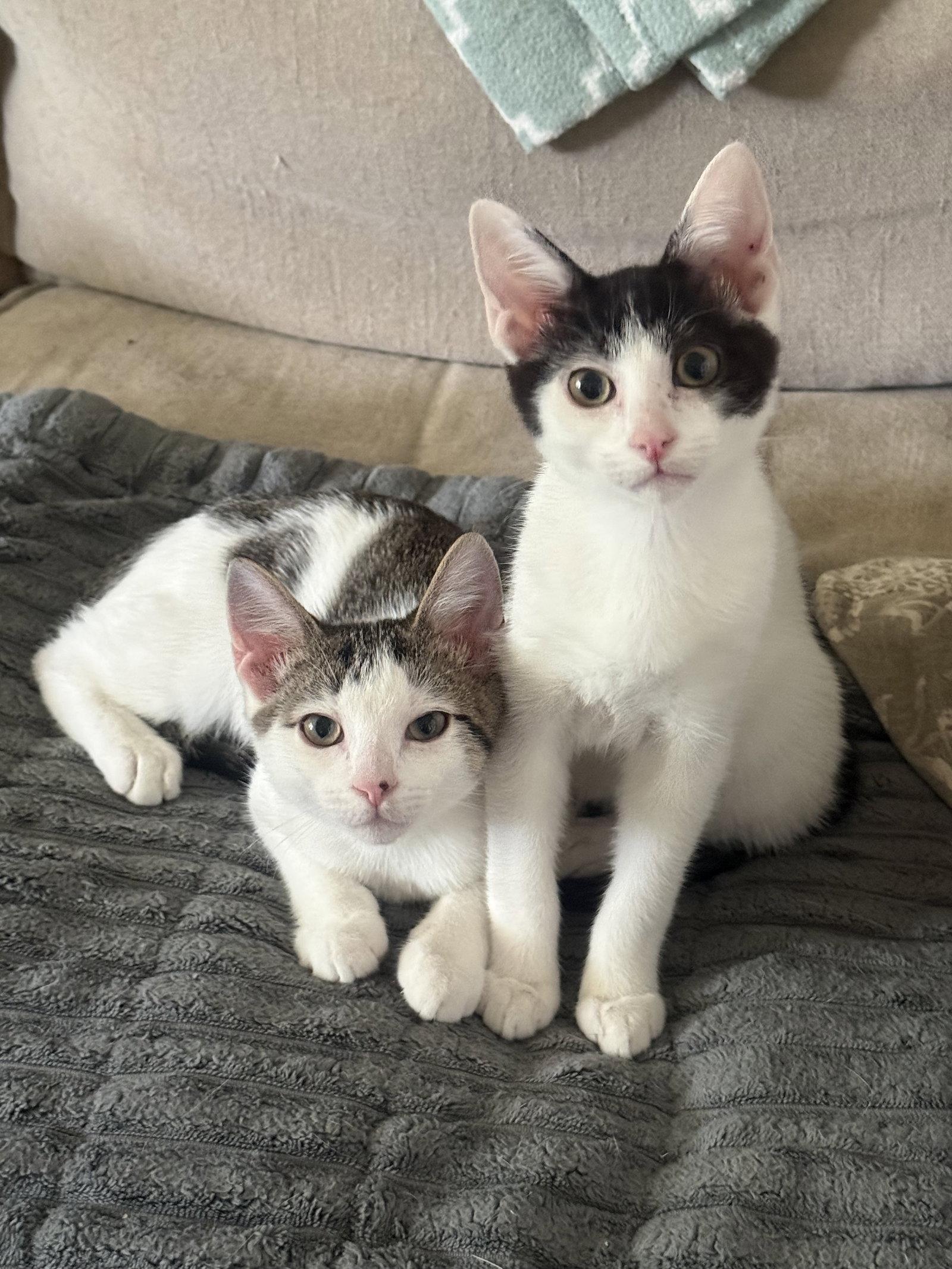 Chocolate Chip, Adoptable, Kitten Male Domestic Short Hair.