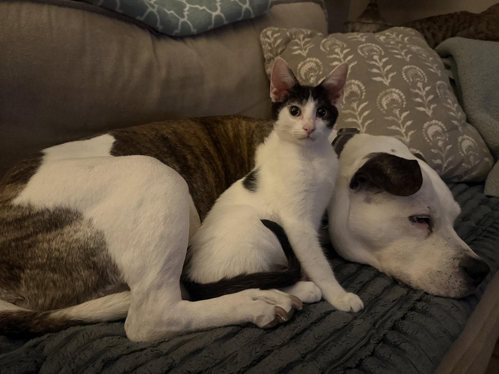 Enlarge Chocolate Chip, a Adoptable Domestic Short Hair in Fenton, MO image 2/3