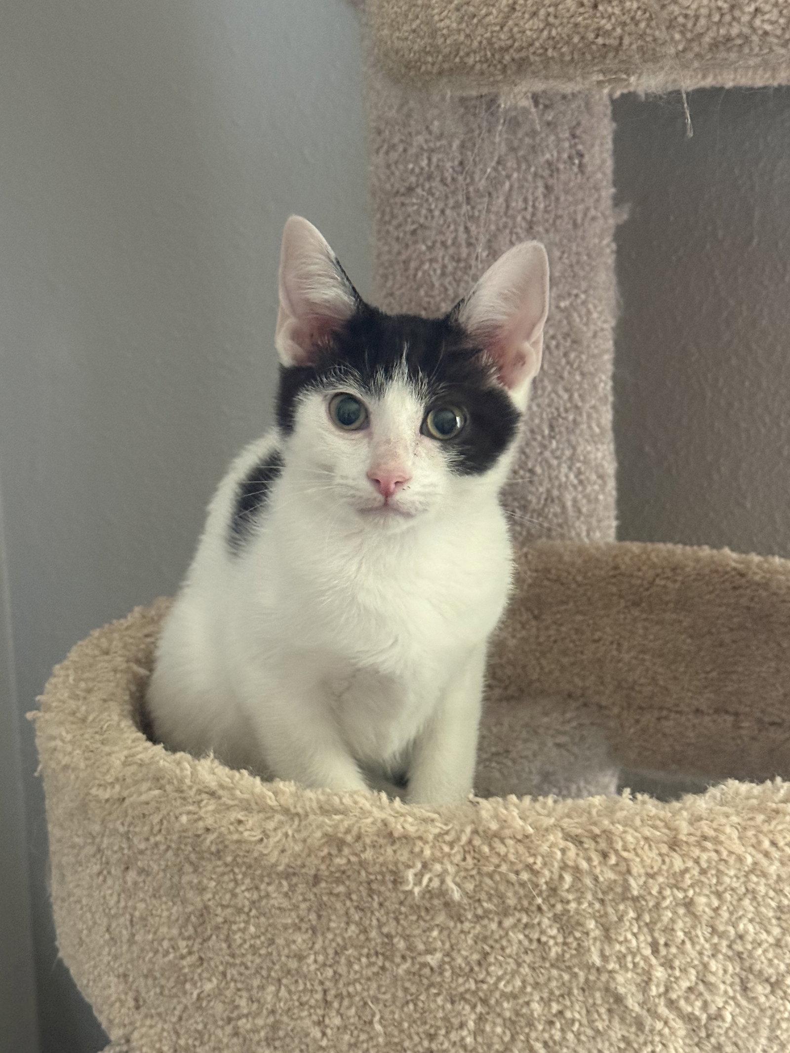 Enlarge Chocolate Chip, a Adoptable Domestic Short Hair in Fenton, MO image 3/3