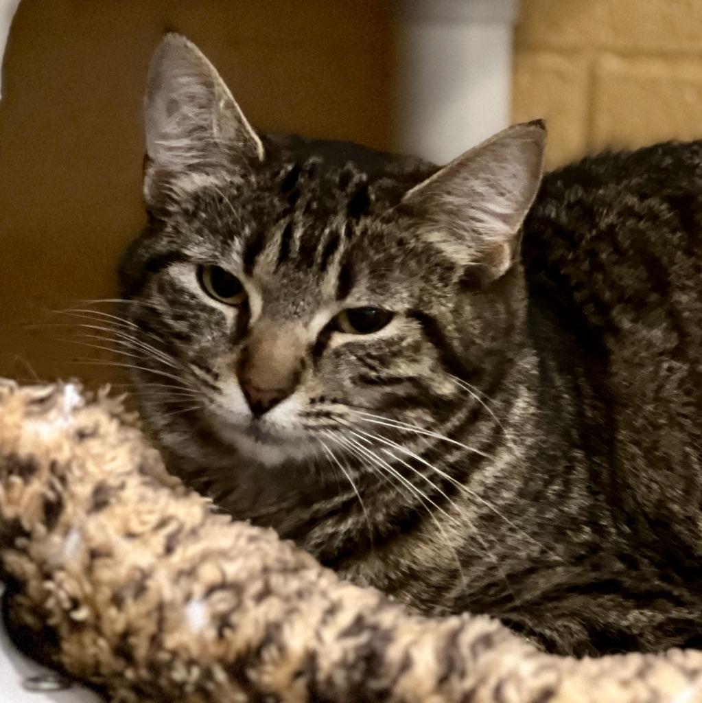 Enlarge Mishka, a Adoptable mixed breed in South Bend, IN image 1/6