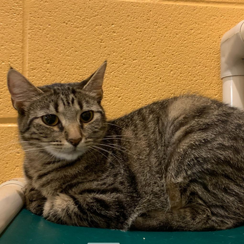 Mishka, Adoptable, Adult Female Domestic Short Hair.