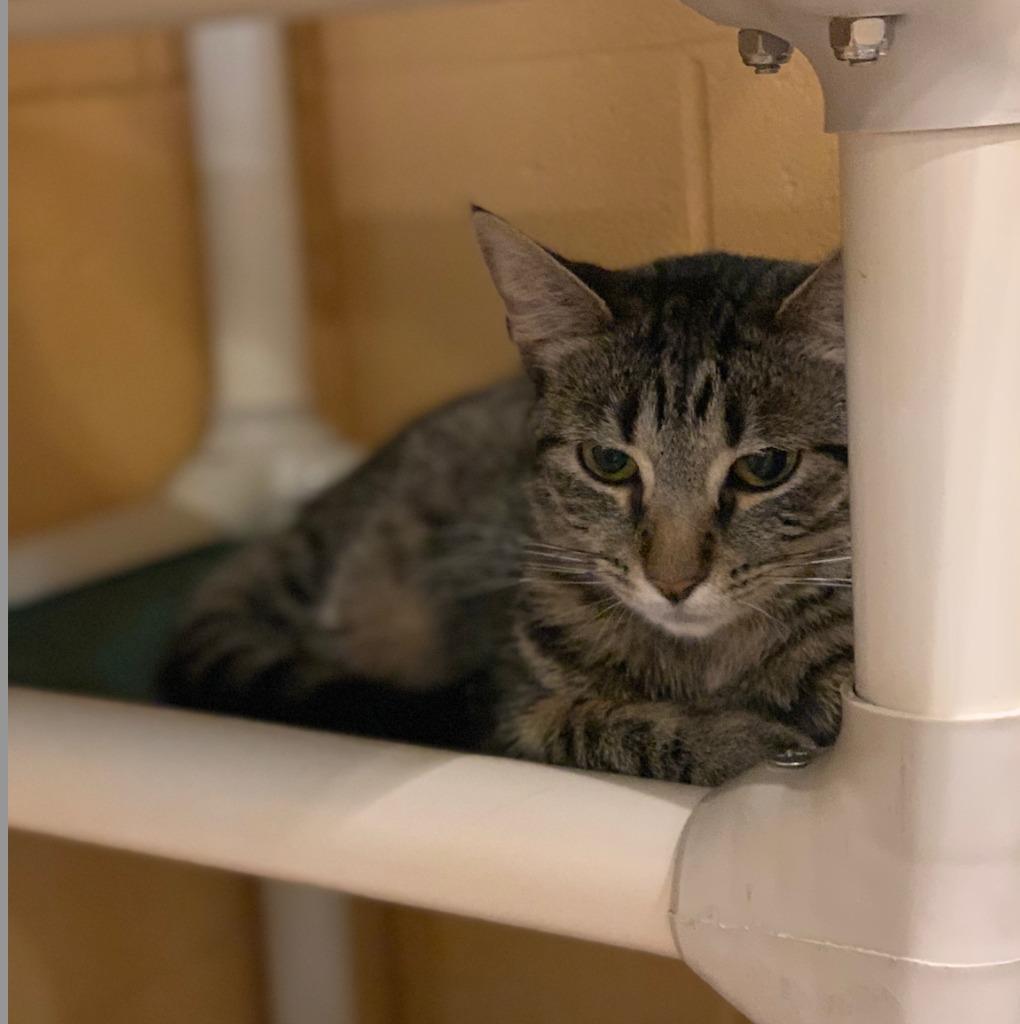 Enlarge Mishka, a Adoptable mixed breed in South Bend, IN image 2/6