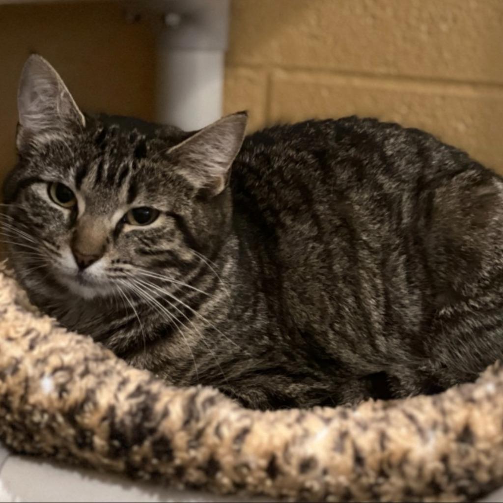 Enlarge Mishka, a Adoptable mixed breed in South Bend, IN image 3/6