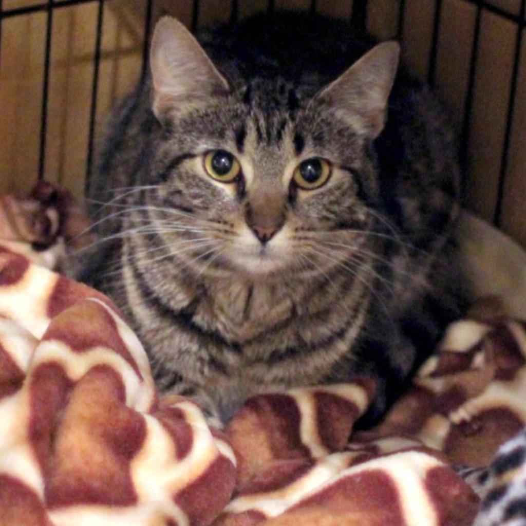 Enlarge Mishka, a Adoptable mixed breed in South Bend, IN image 5/6