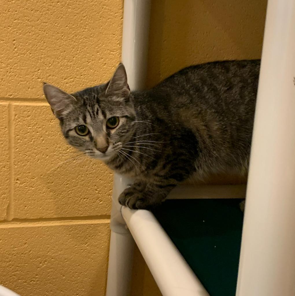 Enlarge Mishka, a Adoptable mixed breed in South Bend, IN image 6/6