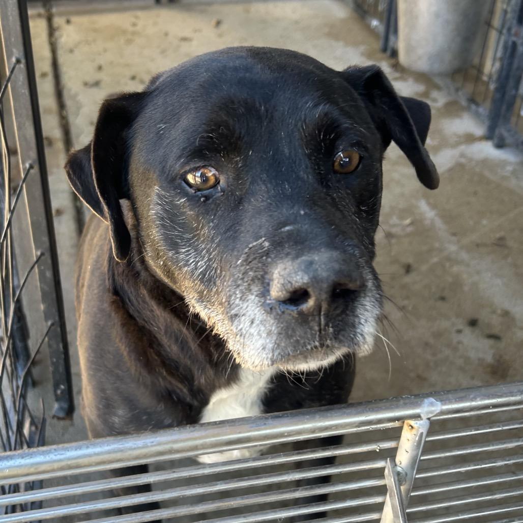 Enlarge Black Bone, a Adoptable Mixed Breed in Lake Jackson, TX image 1/1