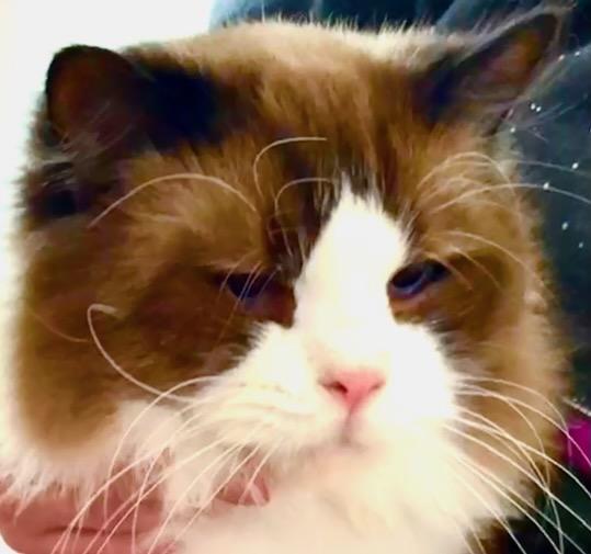 Jelly Roll (Blue Boy), Adoptable, Young Male Ragdoll.