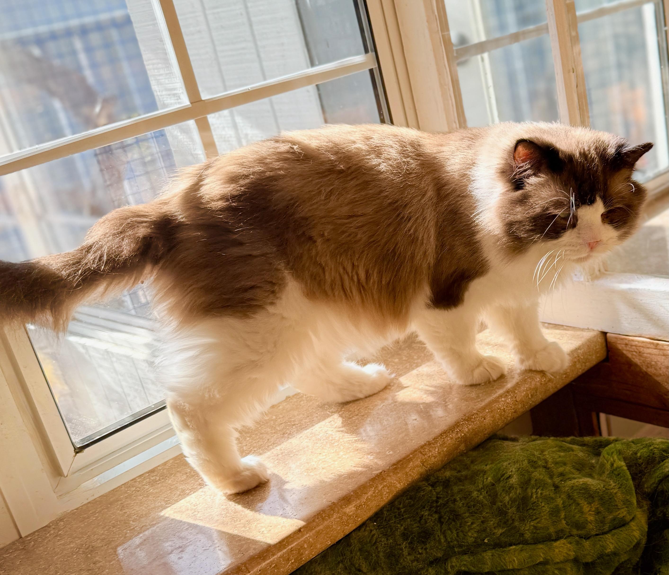 Jelly Roll (Blue Boy), Adoptable, Young Male Ragdoll.