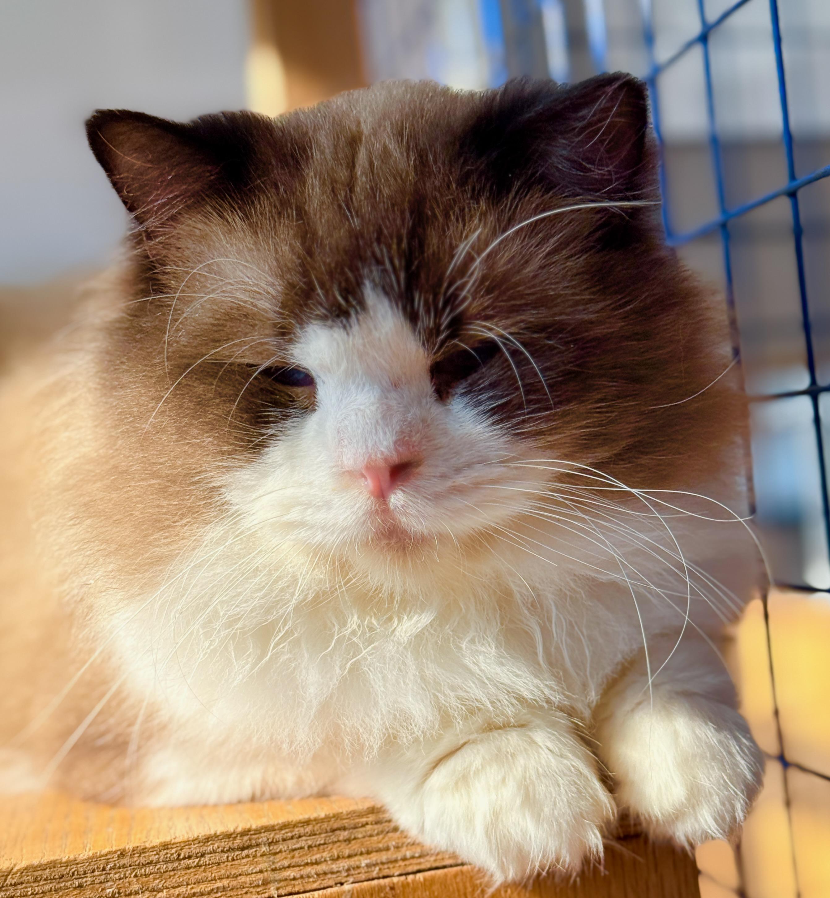 Enlarge Jelly Roll (Blue Boy), a Adoptable Ragdoll in Davis, CA image 3/3