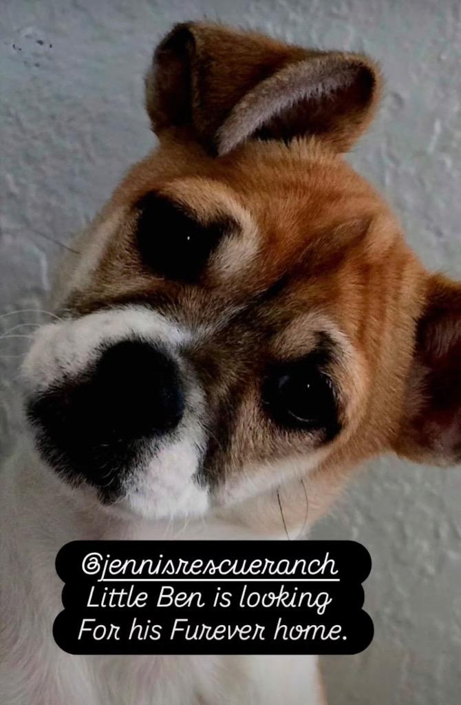 Ben, a ADOPTABLE mixed breed in Bellevue, WA image 2/4