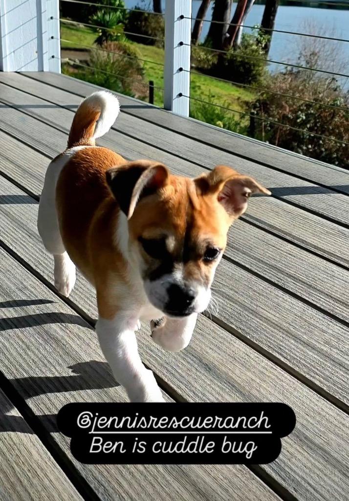 Ben, a ADOPTABLE mixed breed in Bellevue, WA image 1/4