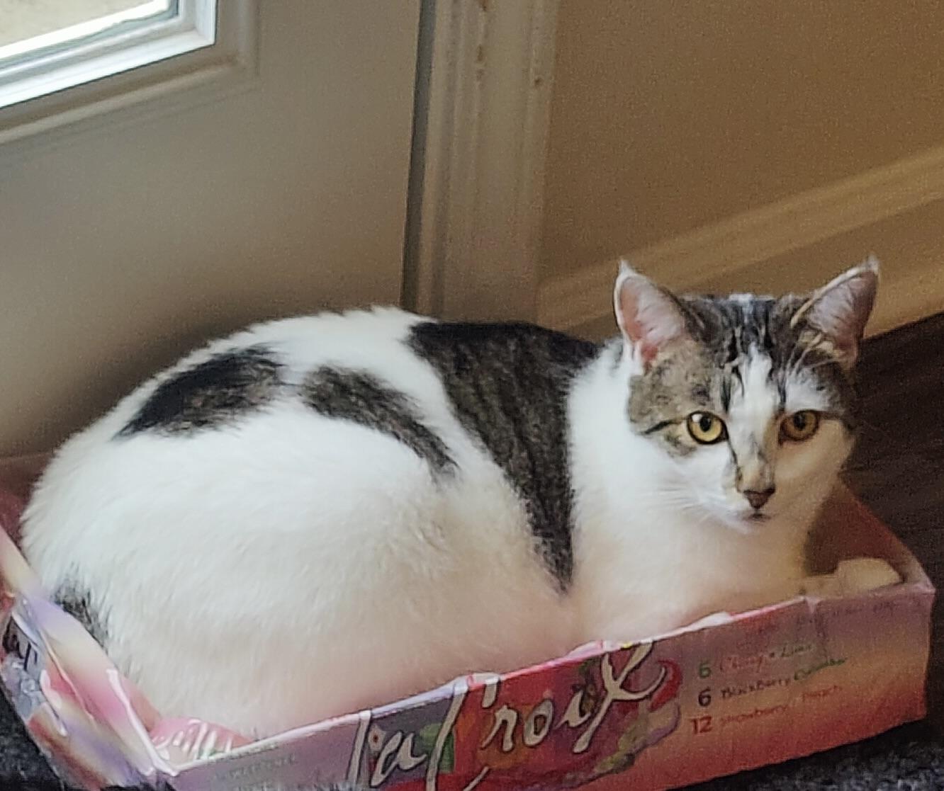 Enlarge Duke, a Adoptable Domestic Short Hair in Bethel , CT image 3/5