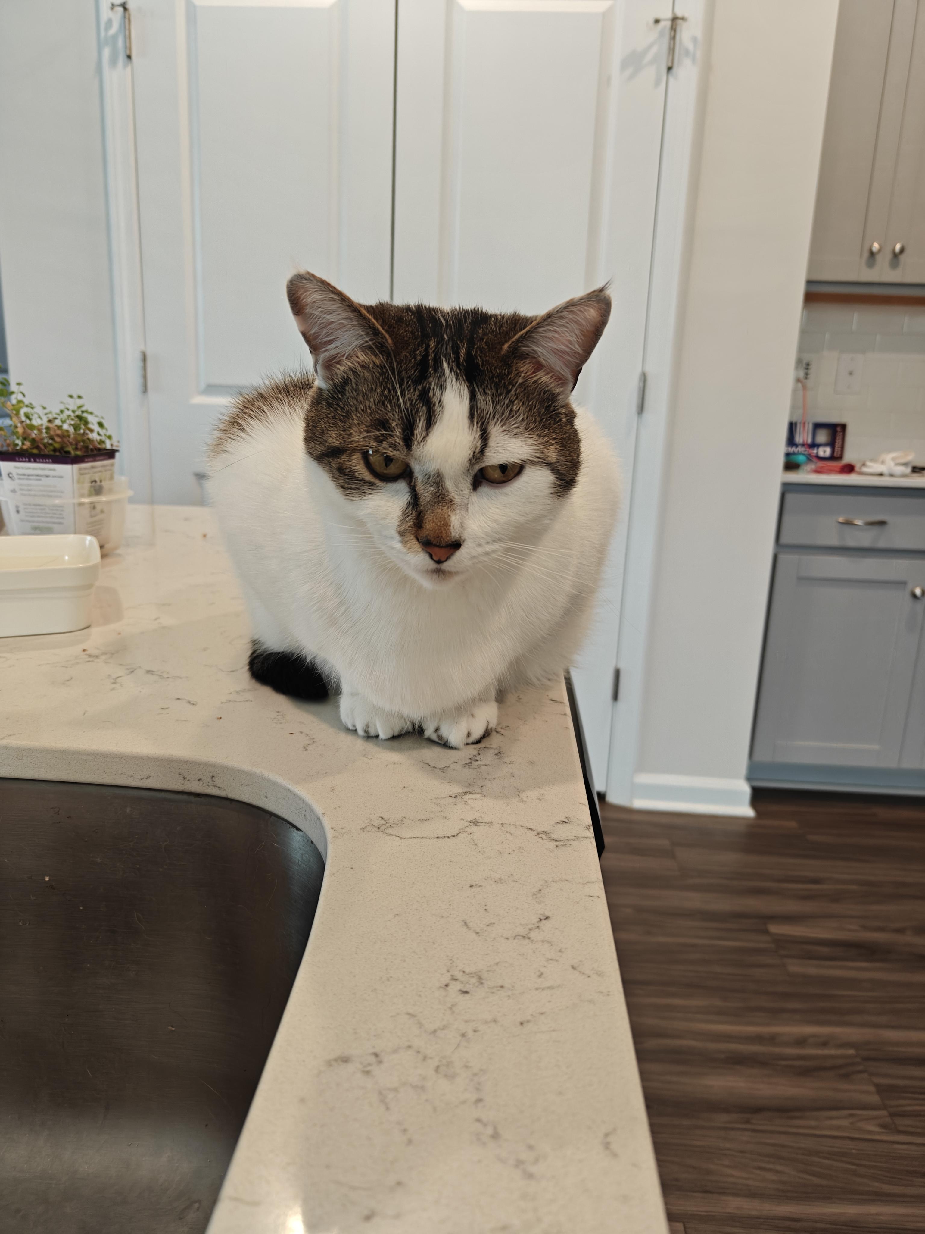 Enlarge Duke, a Adoptable Domestic Short Hair in Bethel , CT image 5/5