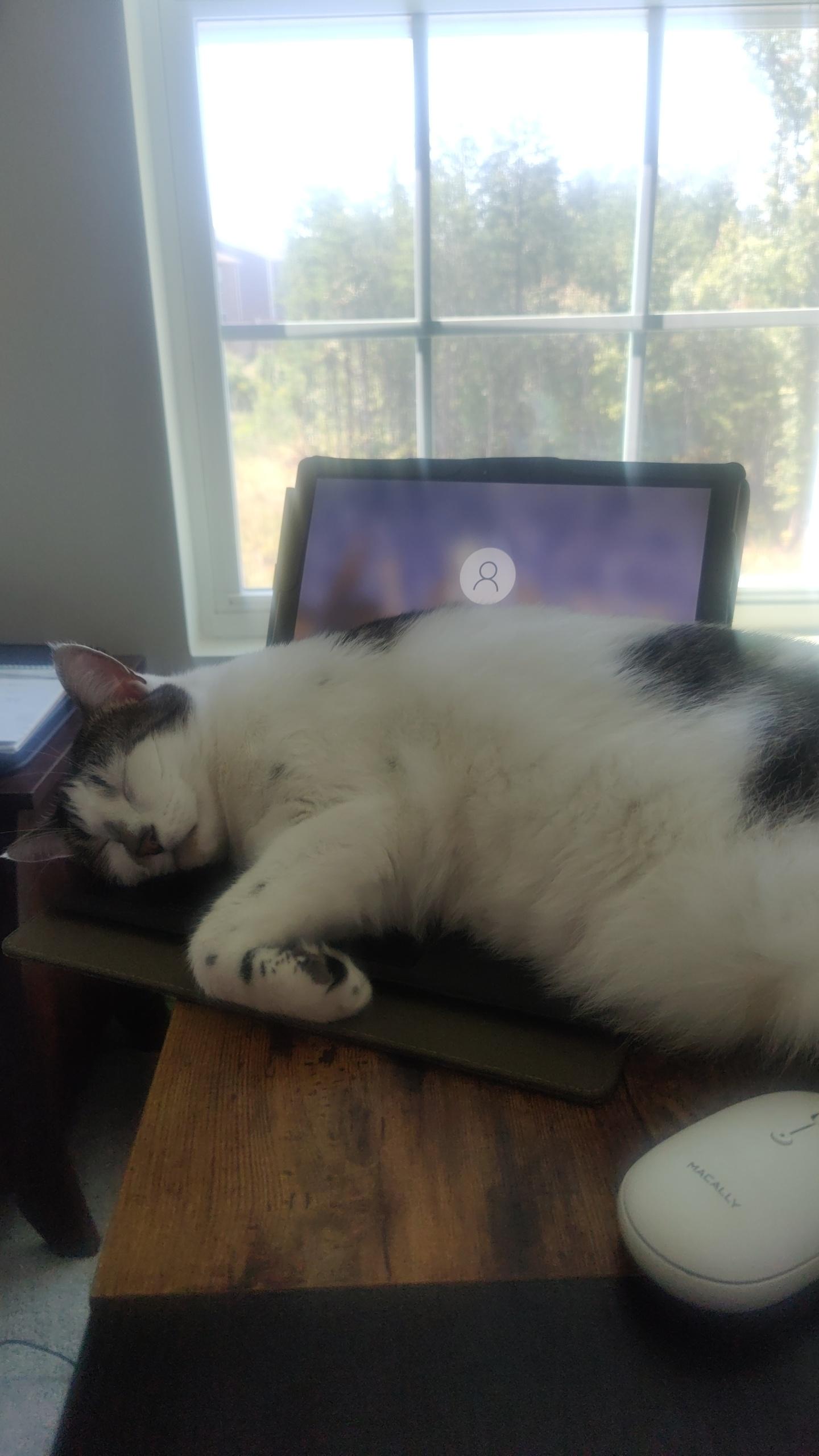 Enlarge Duke, a Adoptable Domestic Short Hair in Bethel , CT image 4/5