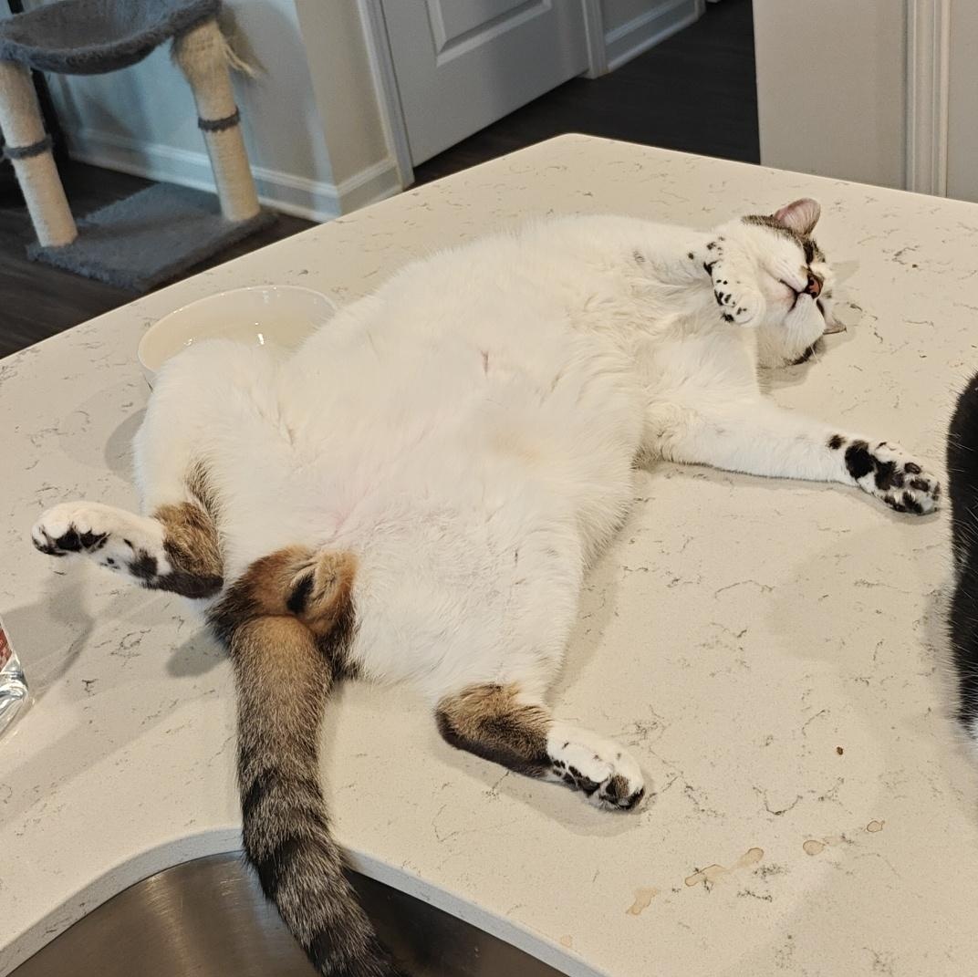 Enlarge Duke, a Adoptable Domestic Short Hair in Bethel , CT image 2/5