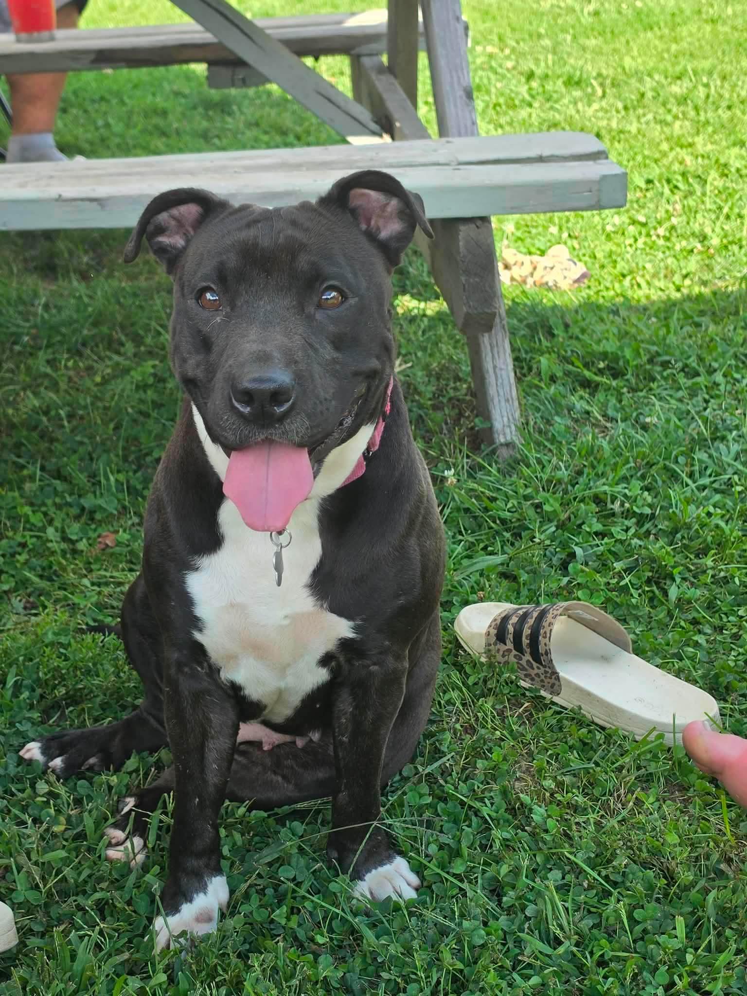 Enlarge Lilly, a ADOPTABLE mixed breed in Randolph Center, VT image 2/6