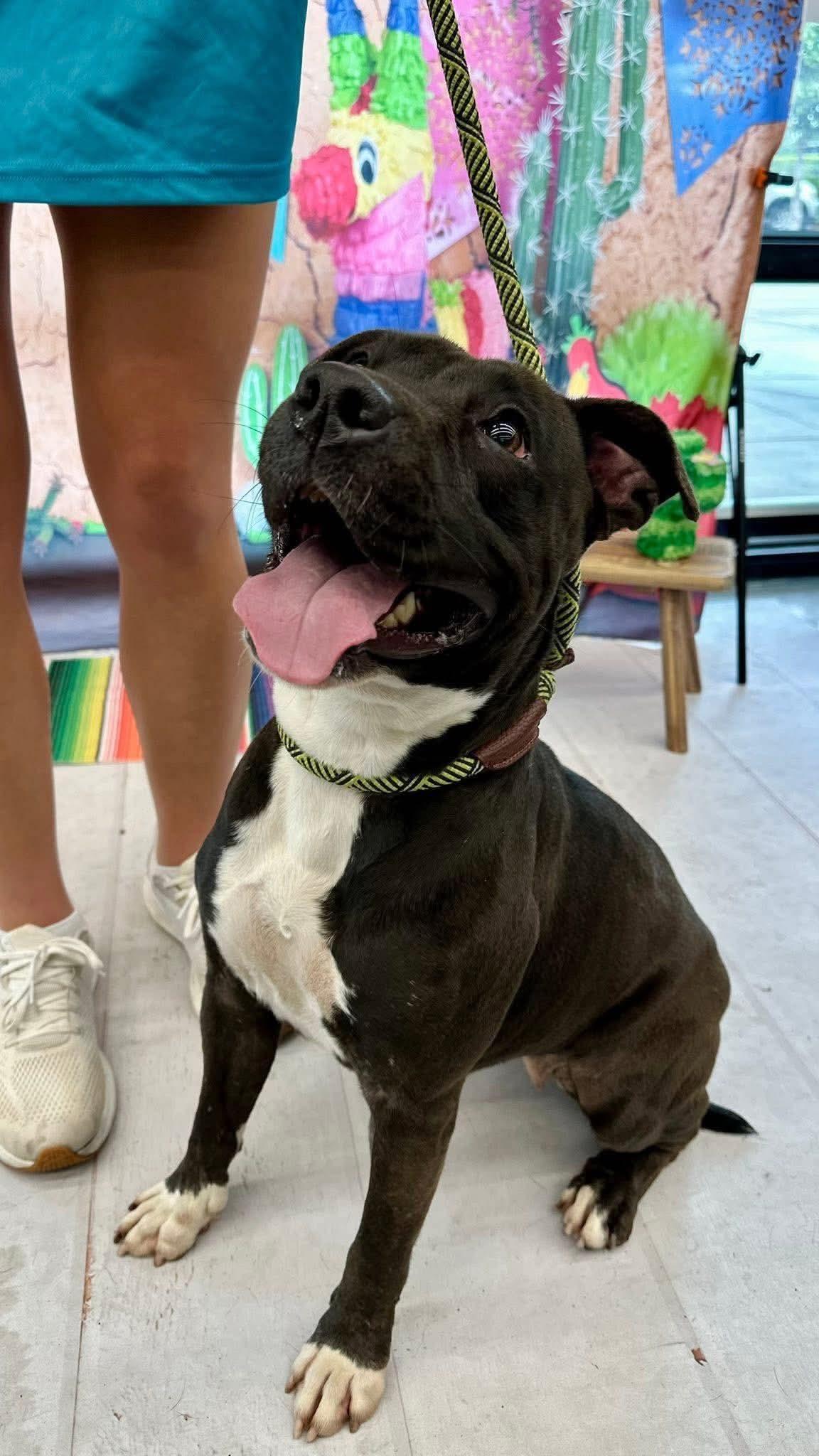 Enlarge Lilly, a ADOPTABLE mixed breed in Randolph Center, VT image 4/6