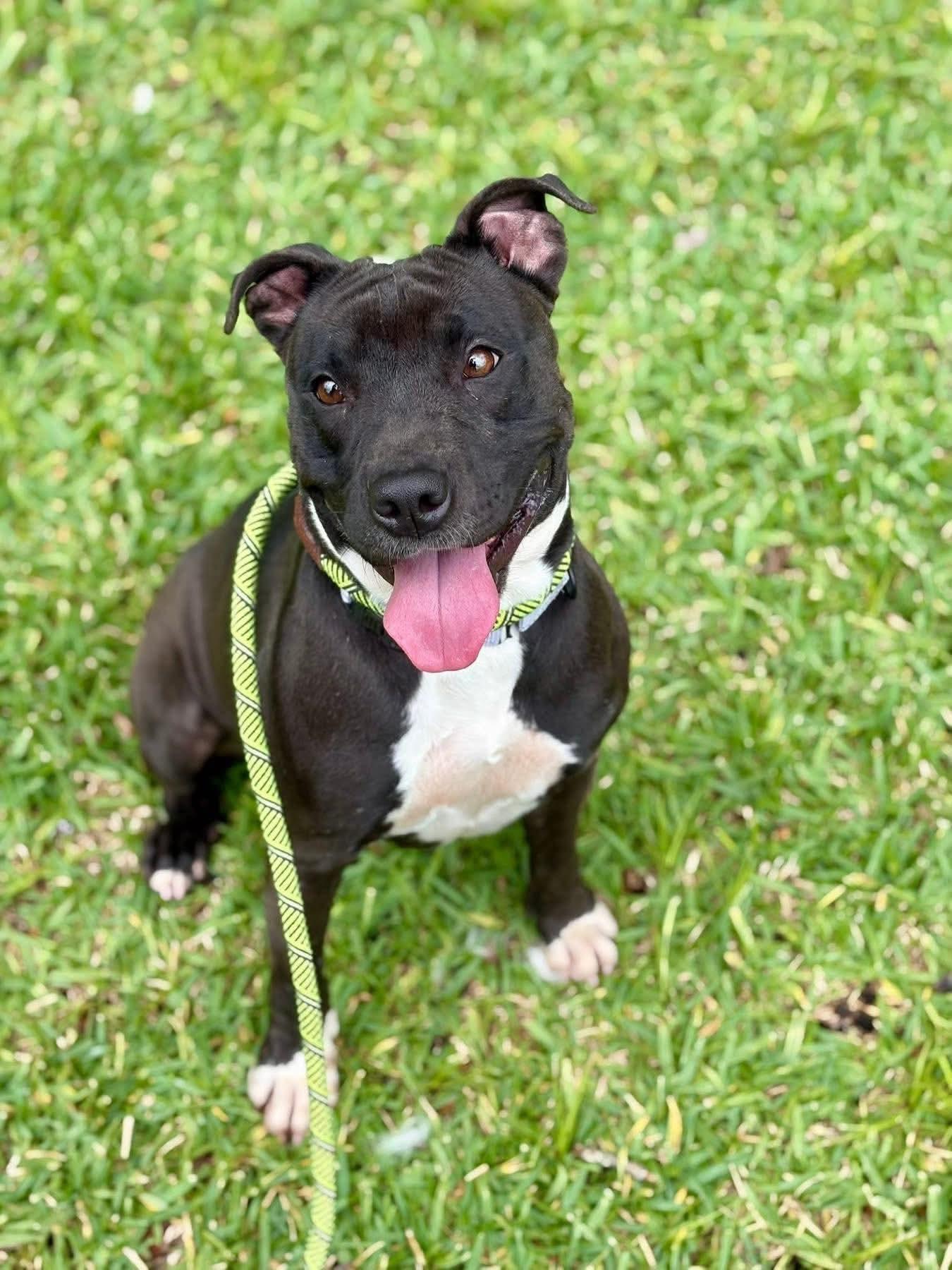 Lilly, ADOPTABLE, Young Female Pit Bull Terrier.