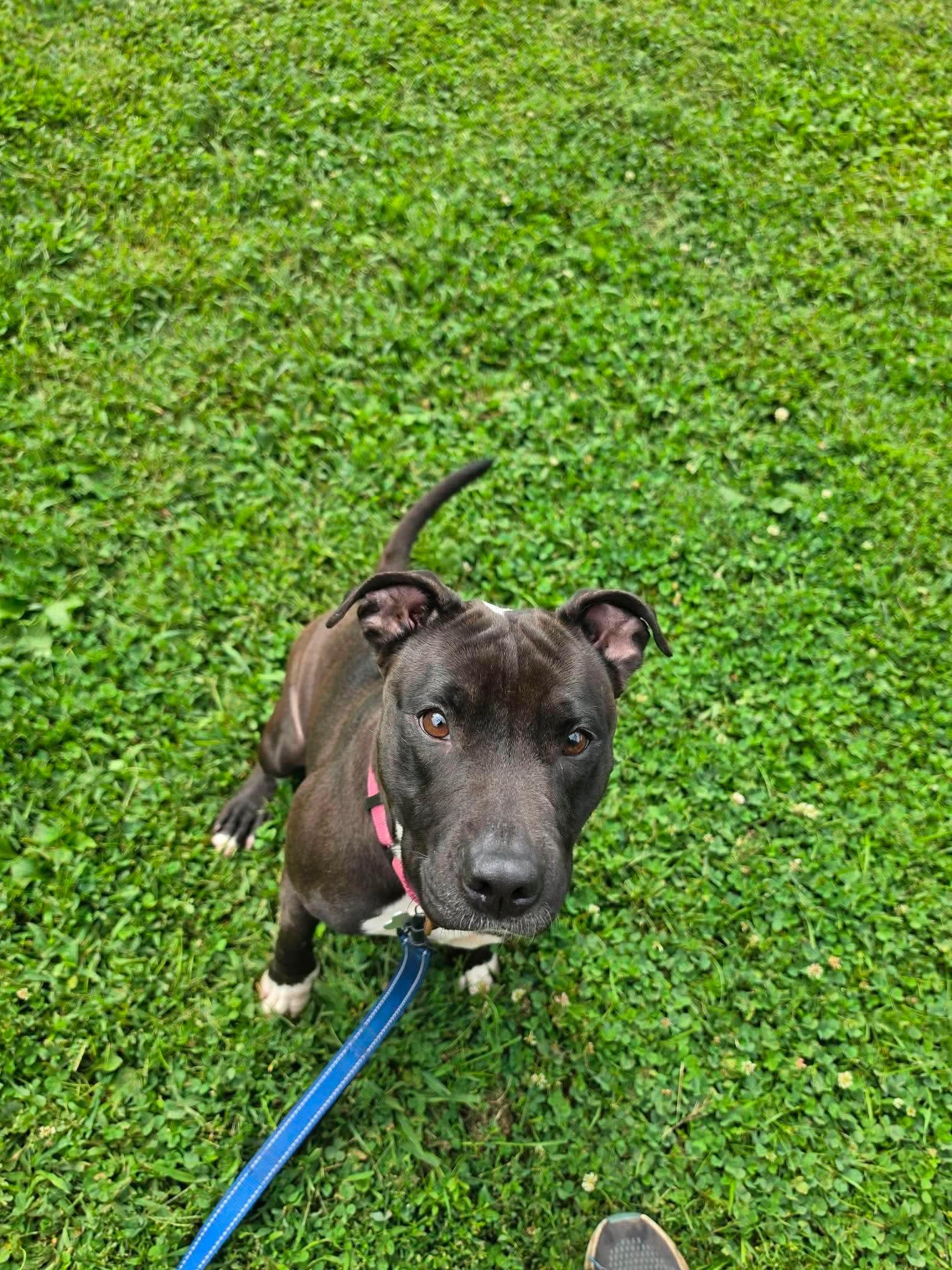 Enlarge Lilly, a ADOPTABLE mixed breed in Randolph Center, VT image 5/6