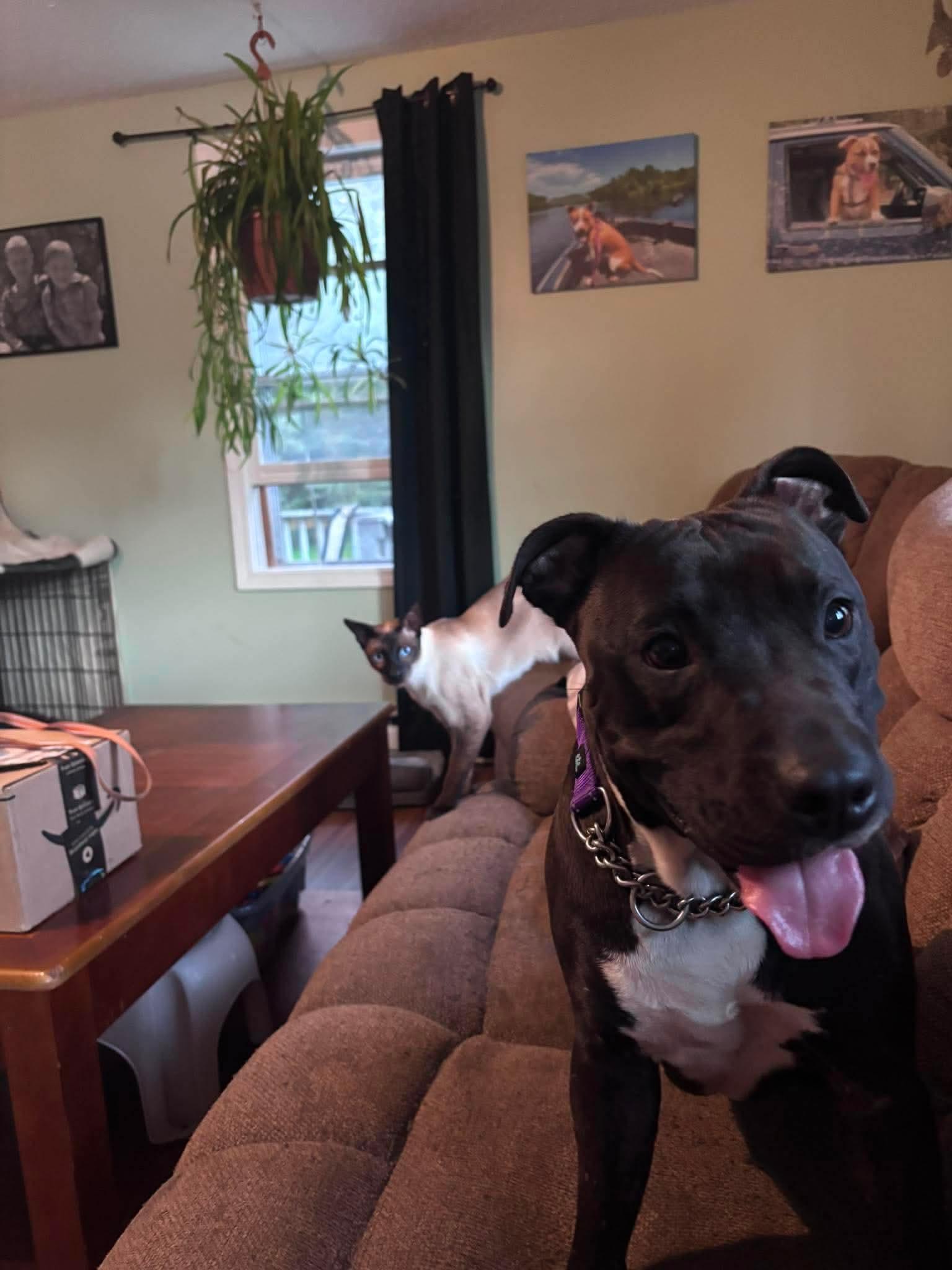 Enlarge Lilly, a ADOPTABLE mixed breed in Randolph Center, VT image 3/6