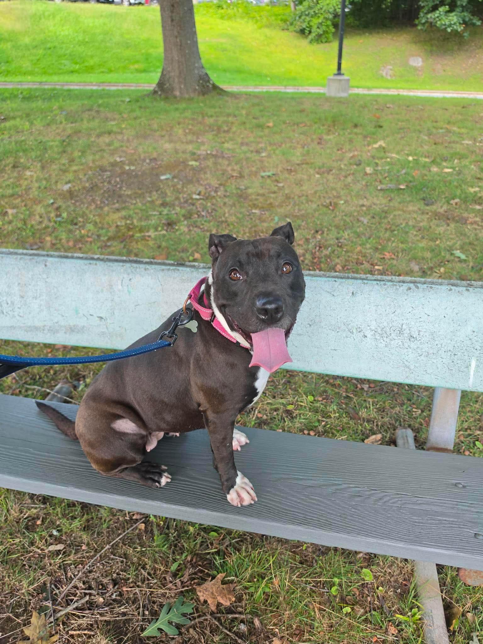 Enlarge Lilly, a ADOPTABLE mixed breed in Randolph Center, VT image 6/6