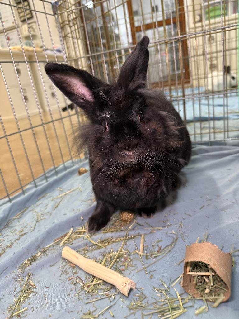 Shisha, Adoptable, Adult Female American.