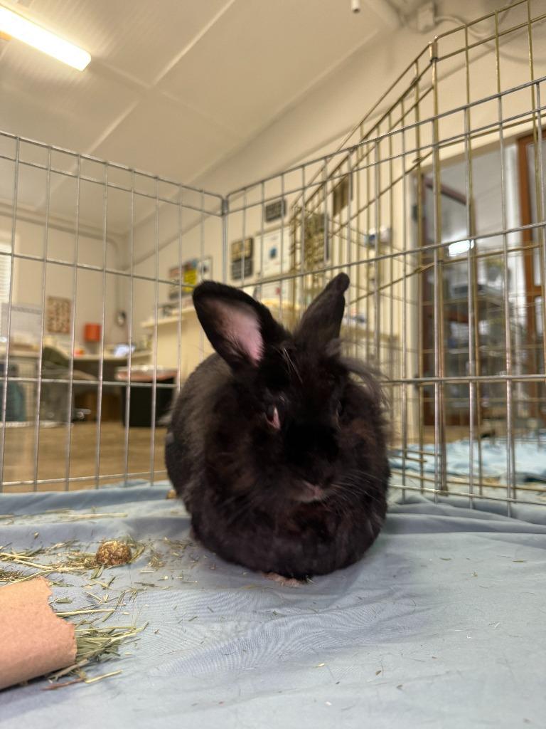 Shisha, a Adoptable American in Pflugerville, TX image 2/6