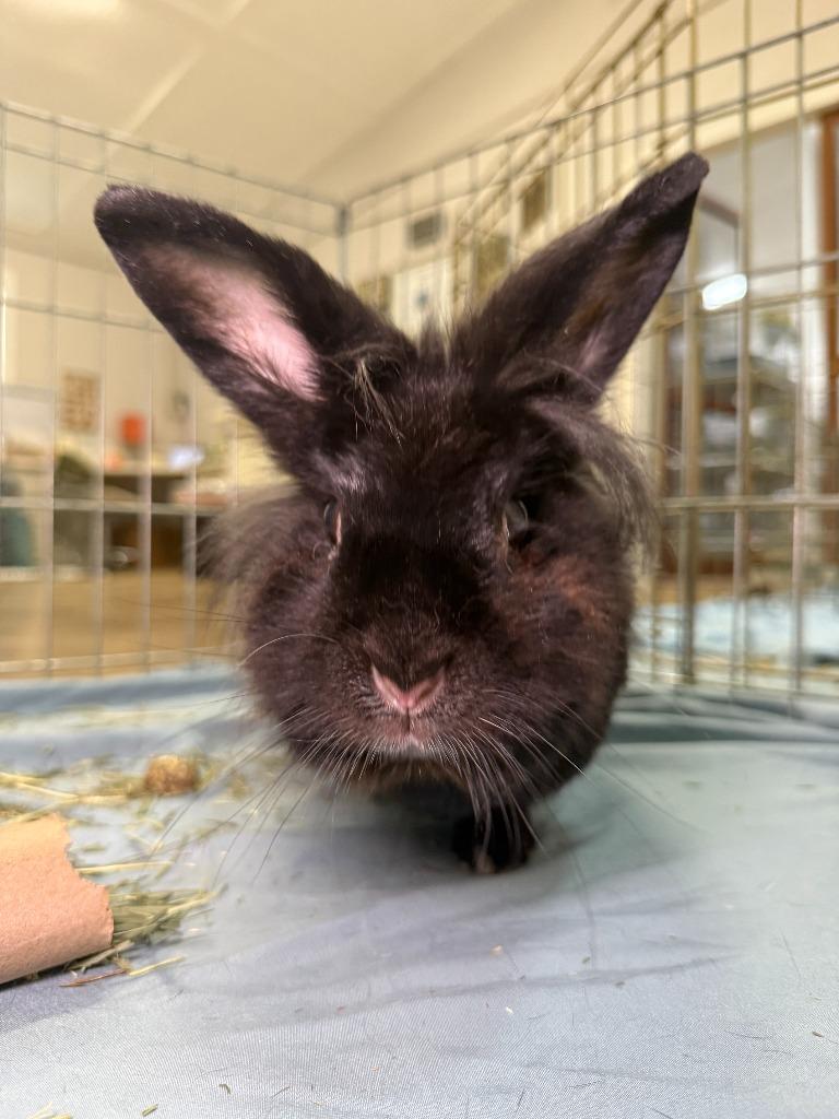 Shisha, a Adoptable American in Pflugerville, TX image 3/6