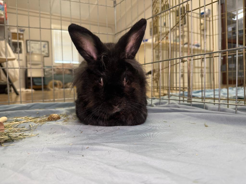 Shisha, a Adoptable American in Pflugerville, TX image 4/6