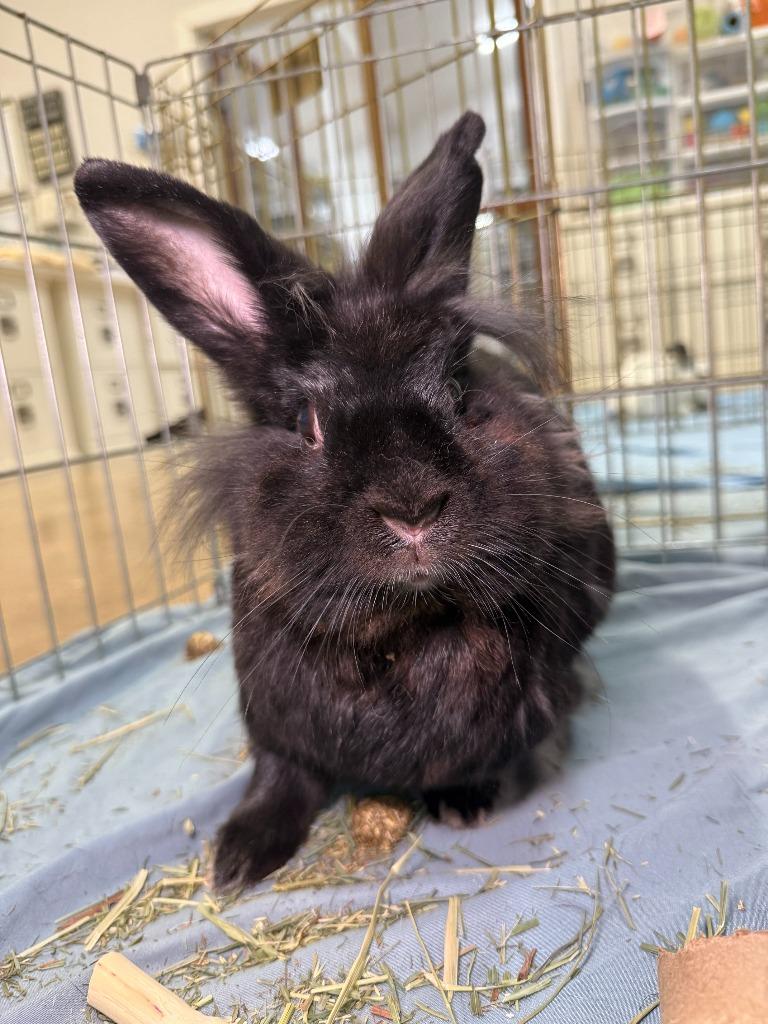 Shisha, a Adoptable American in Pflugerville, TX image 5/6