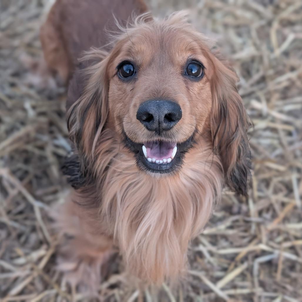 Enlarge Vinny, a Adoptable mixed breed in Newton, IA image 1/1