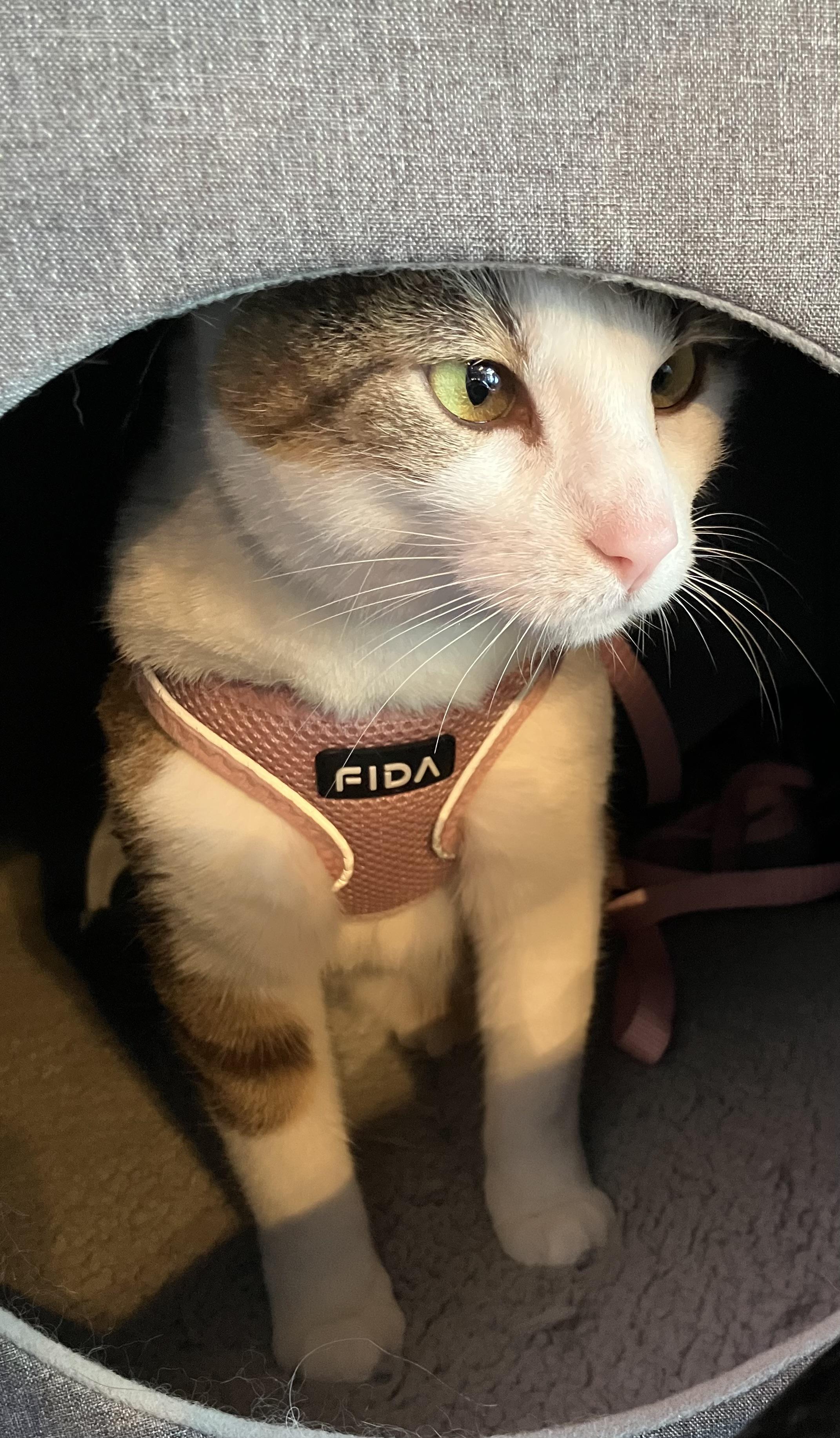 Enlarge Edna, a Adoptable American Shorthair in CANTON, OH image 3/3