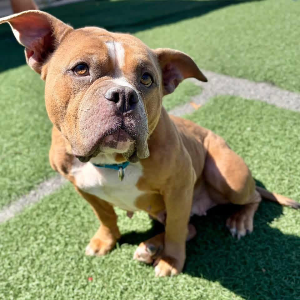 Enlarge Lady, a Adoptable Pit Bull Terrier in Whitehall, PA image 1/1