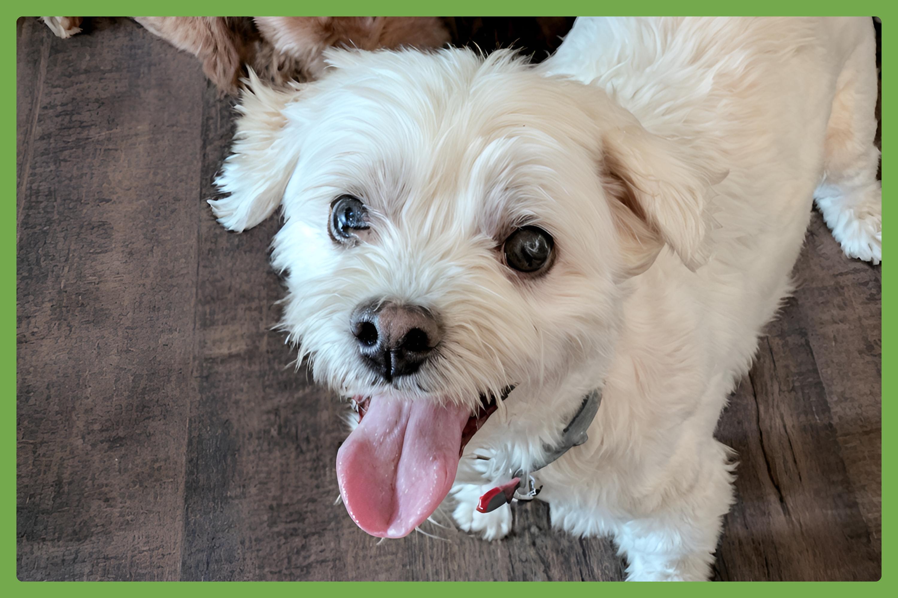 Oliver, Adoptable, Senior Male Maltipoo.