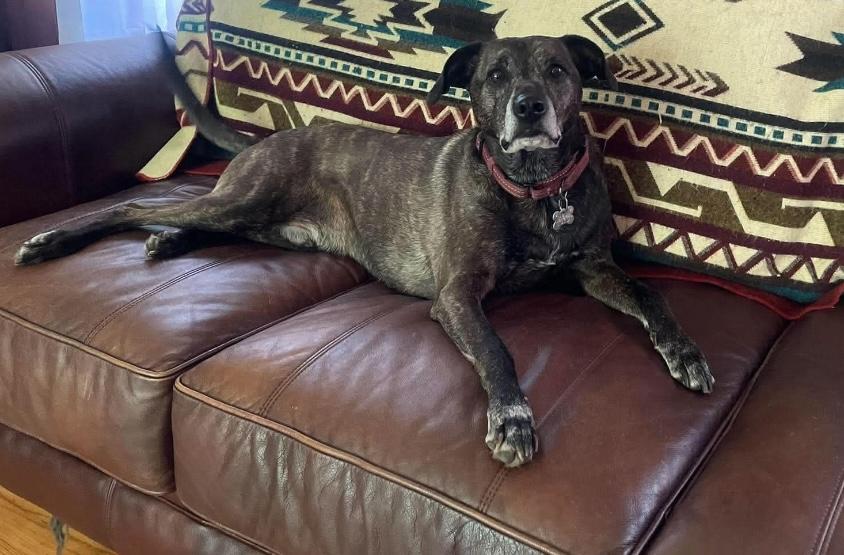 Enlarge Lewis (5 years old), a Adoptable mixed breed in Willington, CT image 4/6