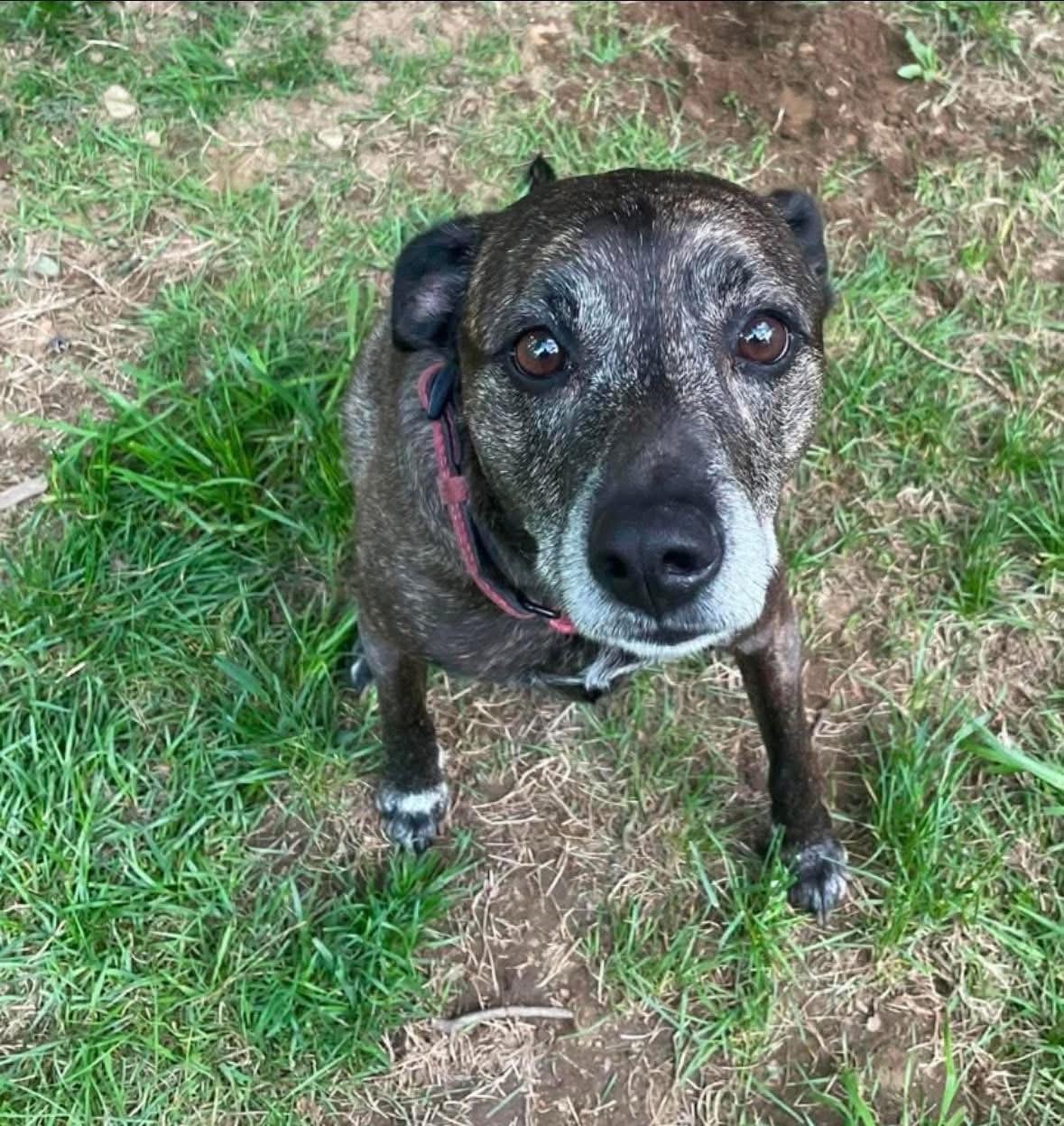 Enlarge Lewis (5 years old), a Adoptable mixed breed in Willington, CT image 2/6
