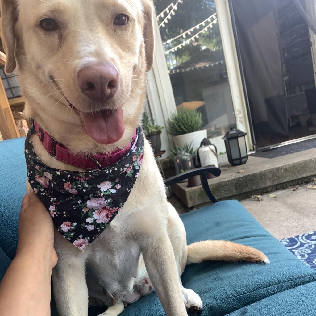 Enlarge Delilah, a Adoptable Labrador Retriever in Dallas, TX image 1/6