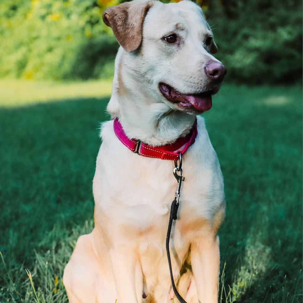 Enlarge Delilah, a Adoptable Labrador Retriever in Dallas, TX image 2/6