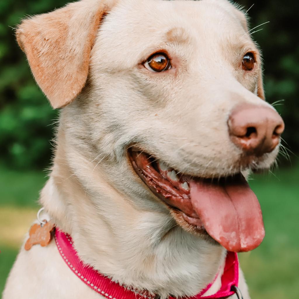 Enlarge Delilah, a Adoptable Labrador Retriever in Dallas, TX image 3/6
