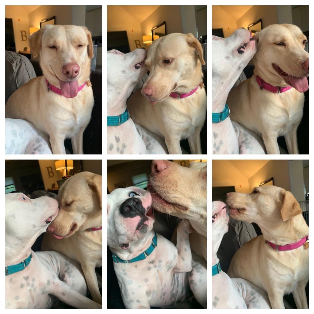 Enlarge Delilah, a Adoptable Labrador Retriever in Dallas, TX image 4/6