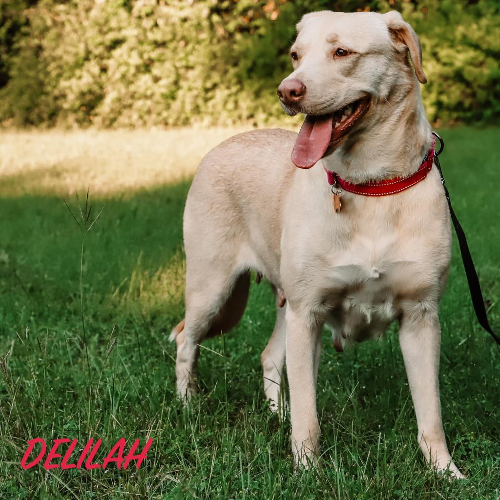 Enlarge Delilah, a Adoptable Labrador Retriever in Dallas, TX image 6/6
