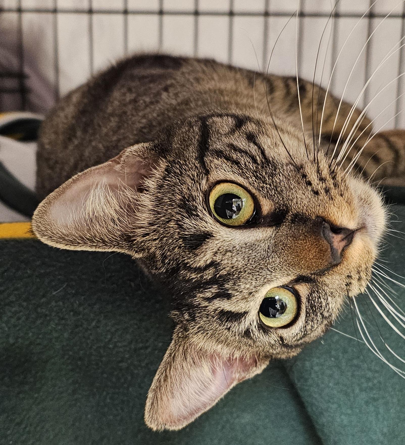 Kiki, adopted, Young Female Domestic Short Hair.