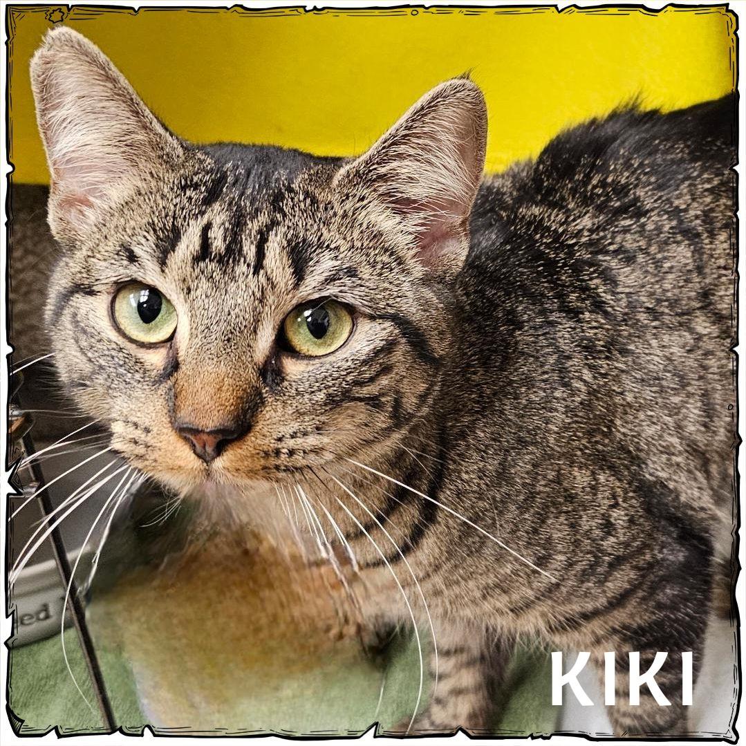 Kiki, an adopted Domestic Short Hair in Whiting, IN image 2/2