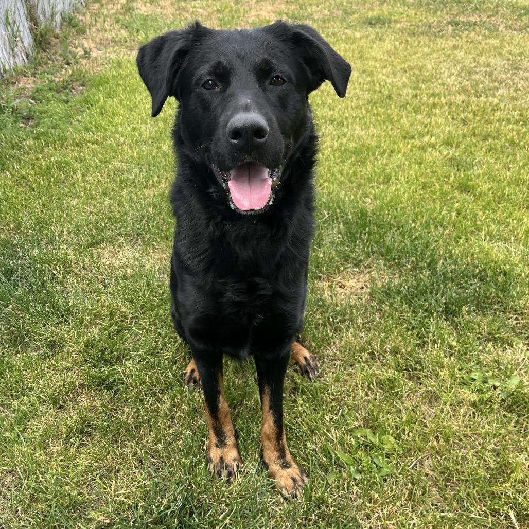 Smokey, Adoptable, Adult Male Shepherd & Mixed Breed.